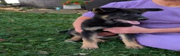 German Shepherd dogs for sale: Mati - Ad 10