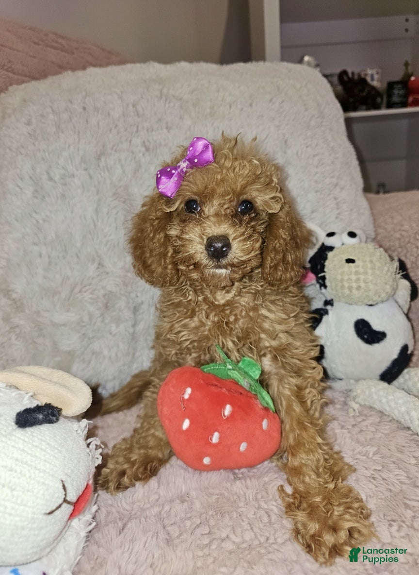 Miniature Poodle dogs Millie- Genetically health tested Parents/Potty Training - Ad 2