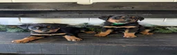 Rottweiler dogs for sale: Brent - Ad 13