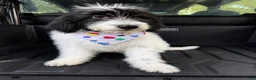 Mixed Breed dogs for sale: Mixed Breed 2 - Ad 3