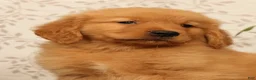 Golden Retriever dogs for sale: Harold - Ad 9