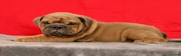English Bulldog dogs for sale: Samson - Ad 2
