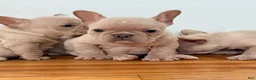 French Bulldog dogs for sale: Tiny - Ad 6