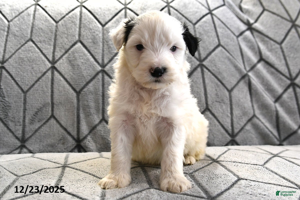 Portuguese Water Dog dogs Dream  - Ad 29