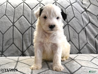 Portuguese Water Dog dogs Dream - Ad 29