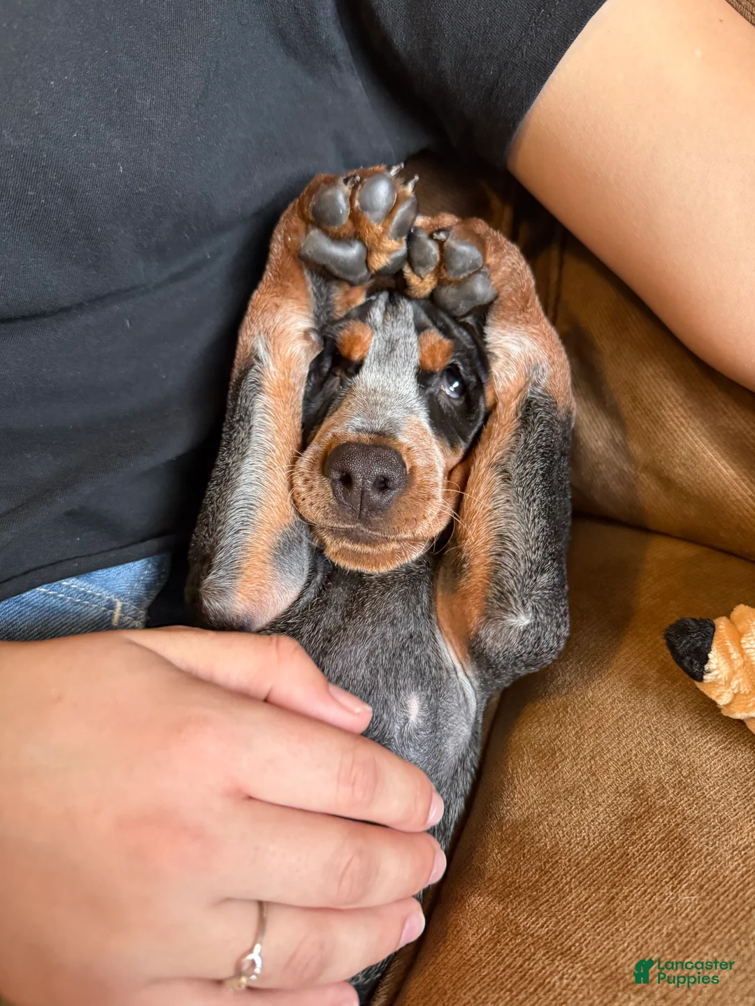 Black And Tan Coonhound dogs for sale: Black And Tan Coonhound Puppy 1 - Ad 2