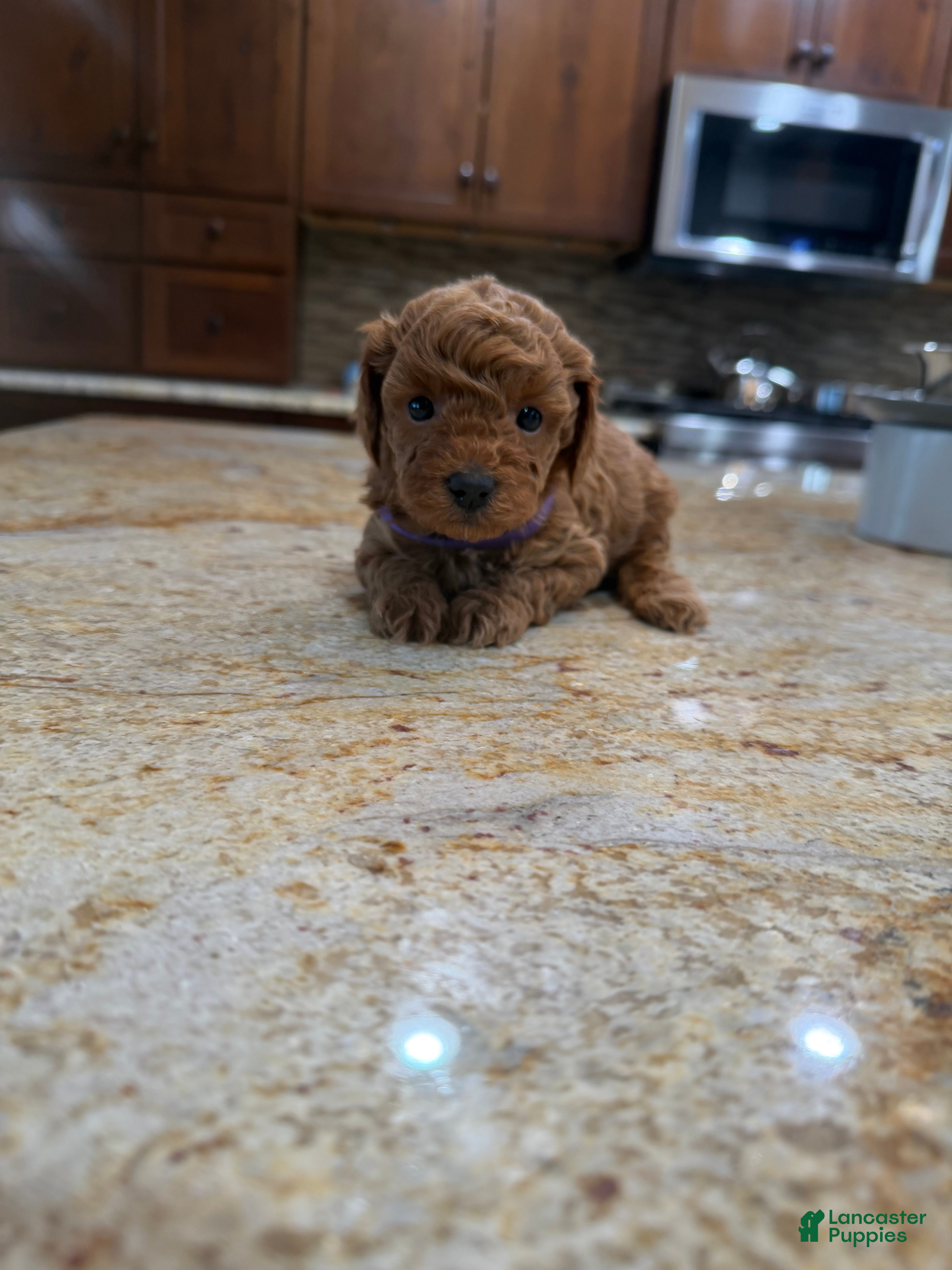 Toy Poodle dogs Lilly - Ad 41