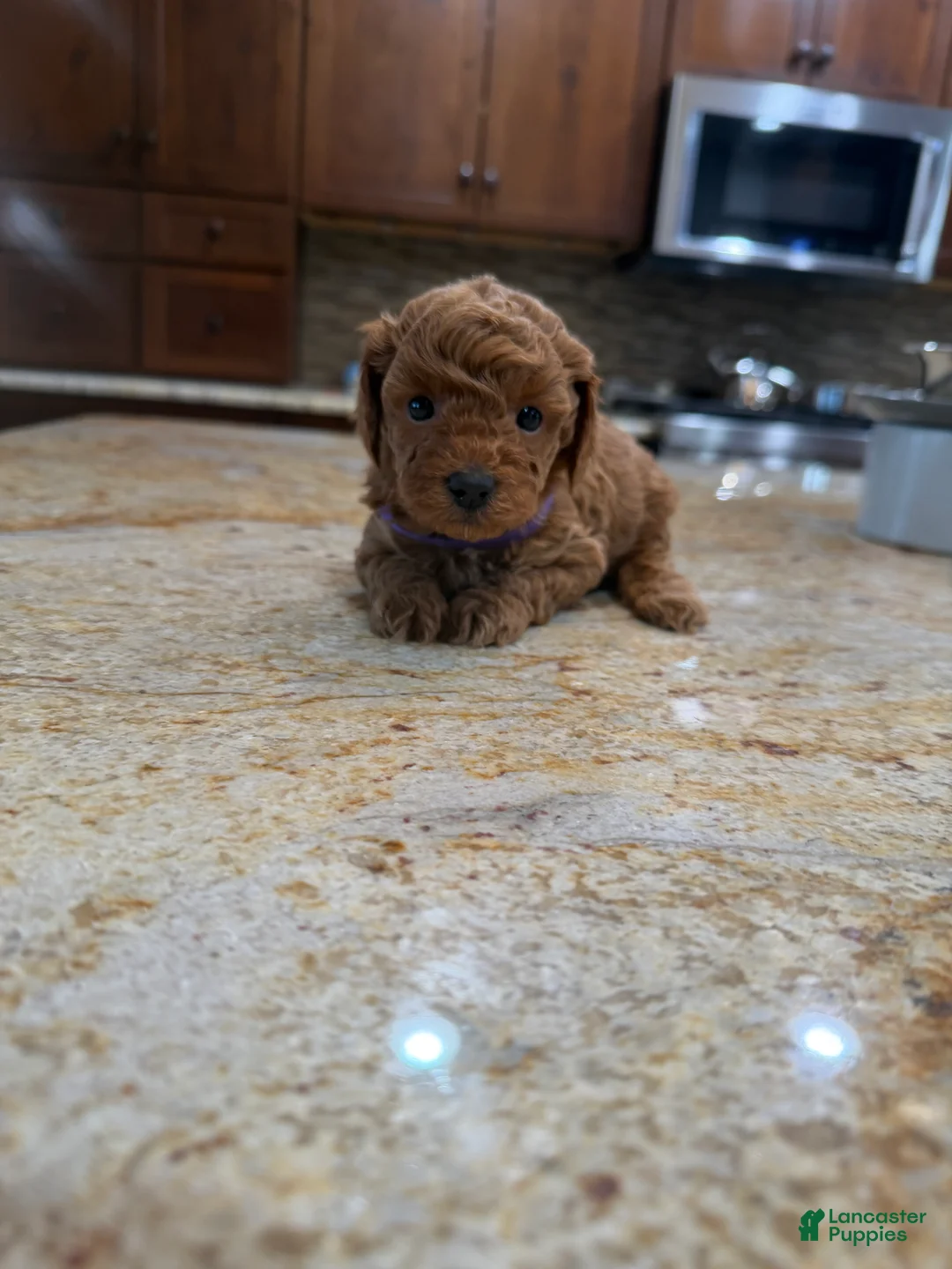 Toy Poodle dogs for sale: Lilly - Ad 1