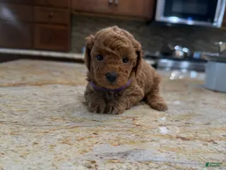 Toy Poodle dogs Lilly - Ad 41