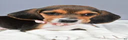 Beagle dogs for sale: Ollie - Ad 3
