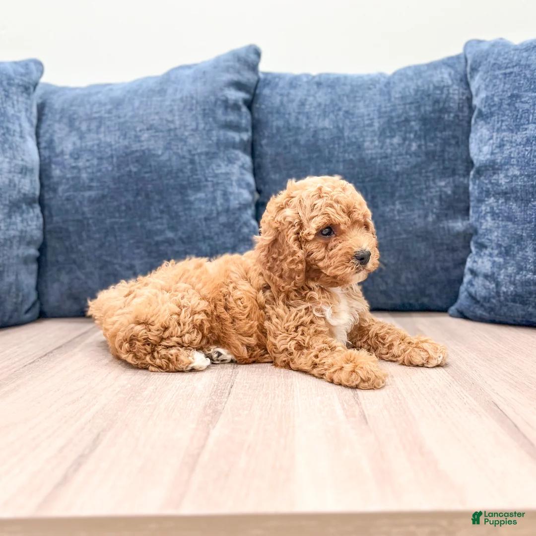 Miniature Labradoodle dogs for sale: Madison - Ad 2