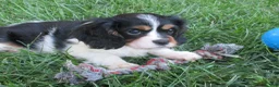 Cavalier King Charles Spaniel dogs for sale: Bella - Ad 3