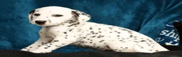 Dalmatian dogs for sale: Jenna - Ad 7