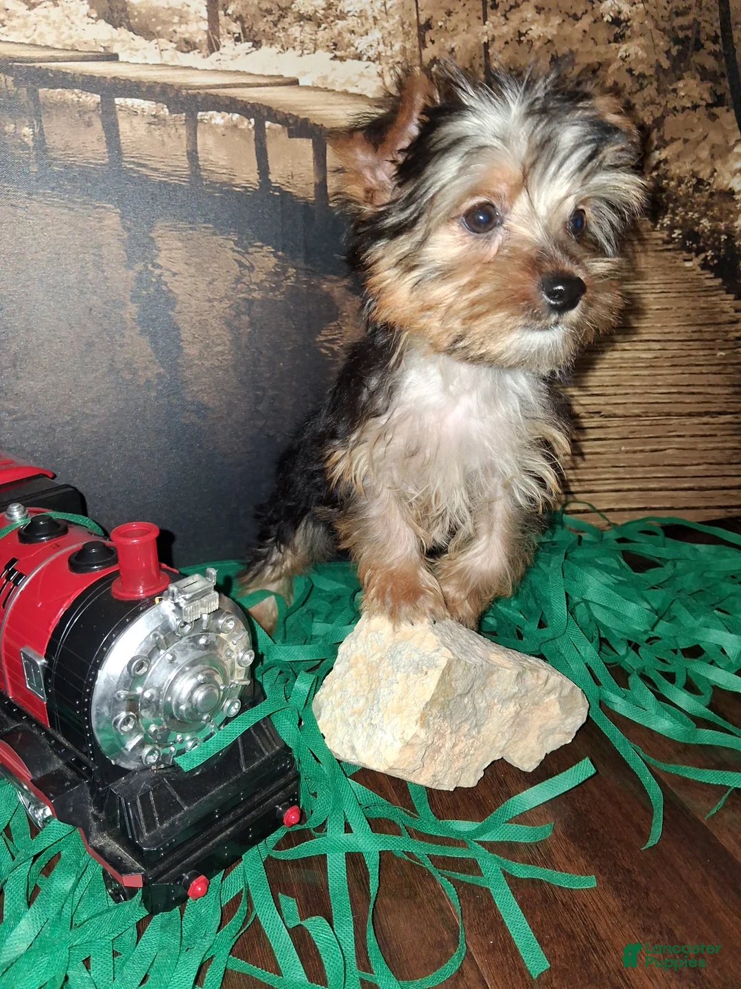 Yorkshire Terrier dogs for sale: Yorkshire Terrier Puppy 1 - Ad 2