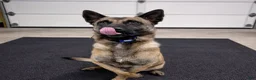Belgian Malinois dogs for sale: Orion - Ad 5