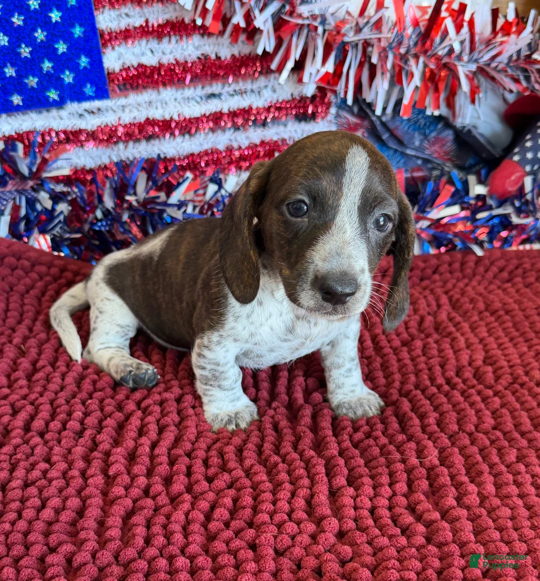 Dachshund dogs for sale: Tonka - Ad 2