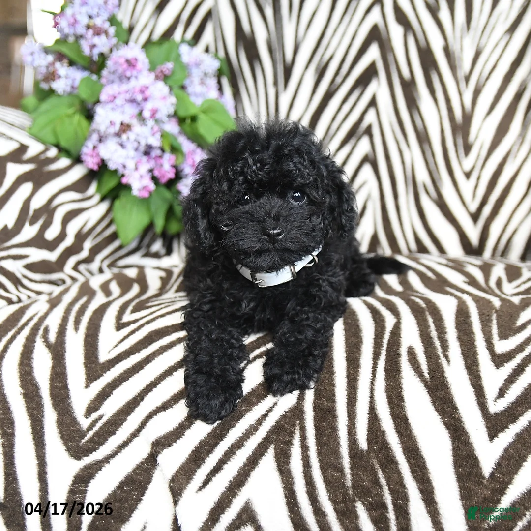 Havapoo dogs for sale: Barbie - Ad 5