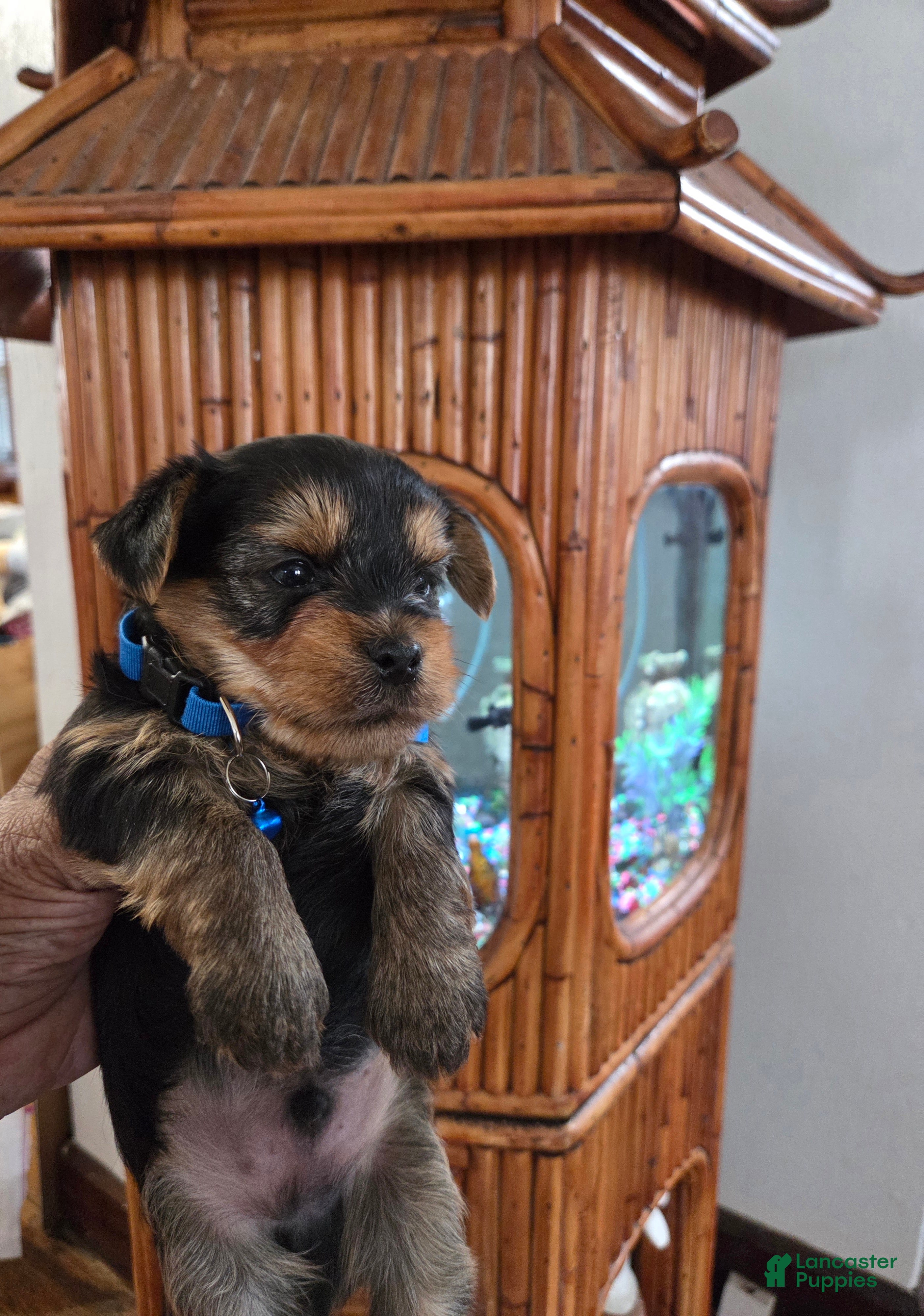 Yorkshire Terrier dogs Bosco - Ad 1