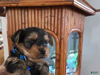 Yorkshire Terrier dogs for sale: Bosco - Ad 1