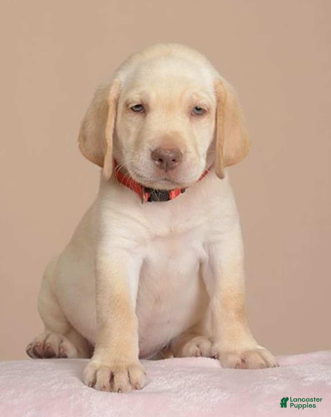 Labrador Retriever dogs for sale: Labrador Retriever Puppy 5 - Ad 7