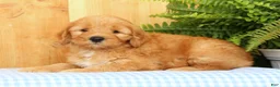 Mini Goldendoodle dogs for sale: Chester - Ad 4