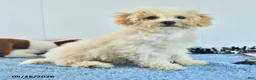 Bichpoo dogs for sale: Harry - Ad 15
