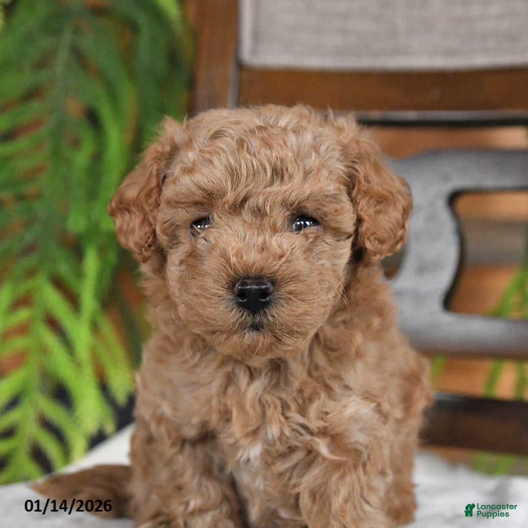 Maltipoo dogs for sale: Jinger - Ad 3
