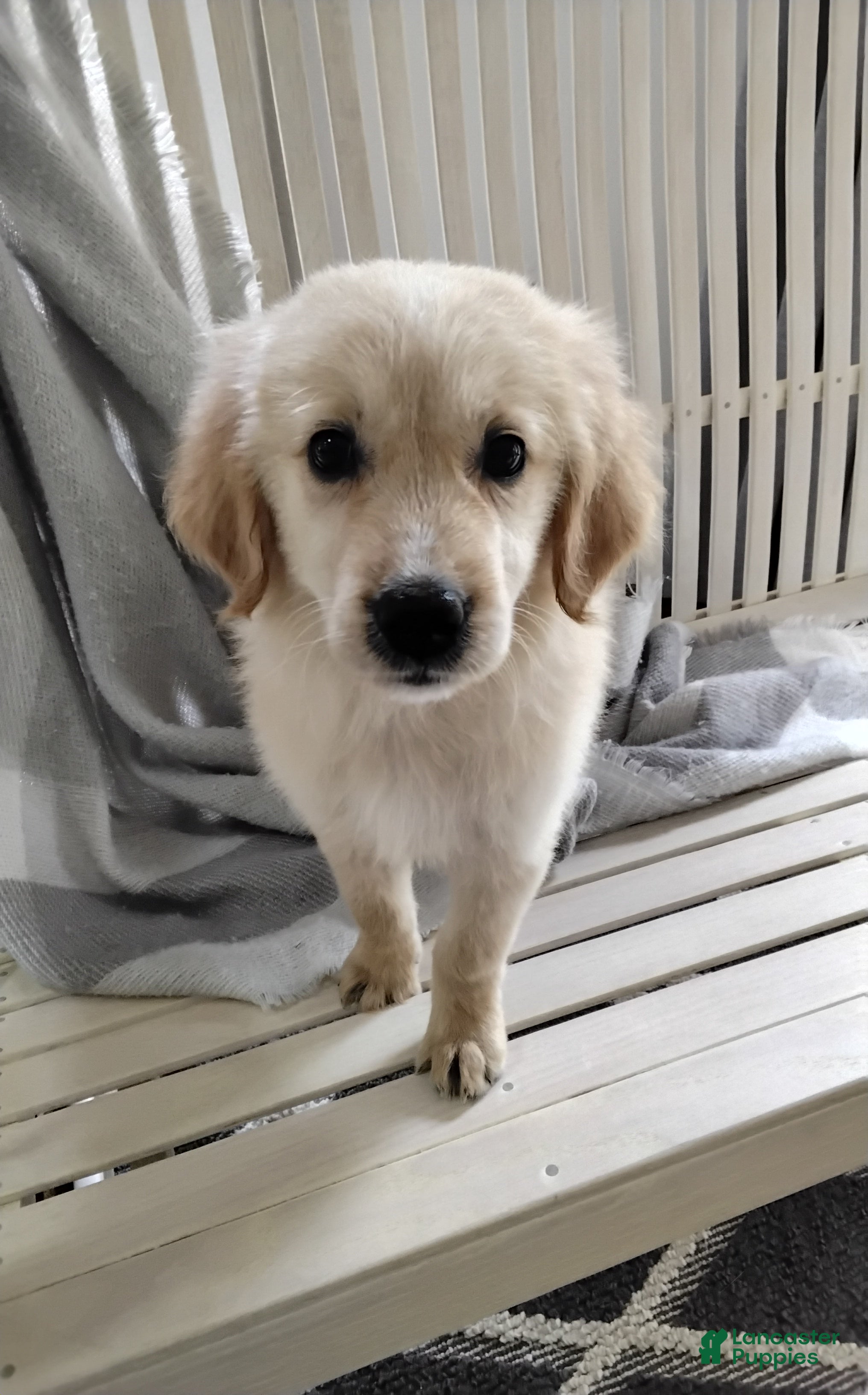 Golden Retriever dogs Rover - Ad 1