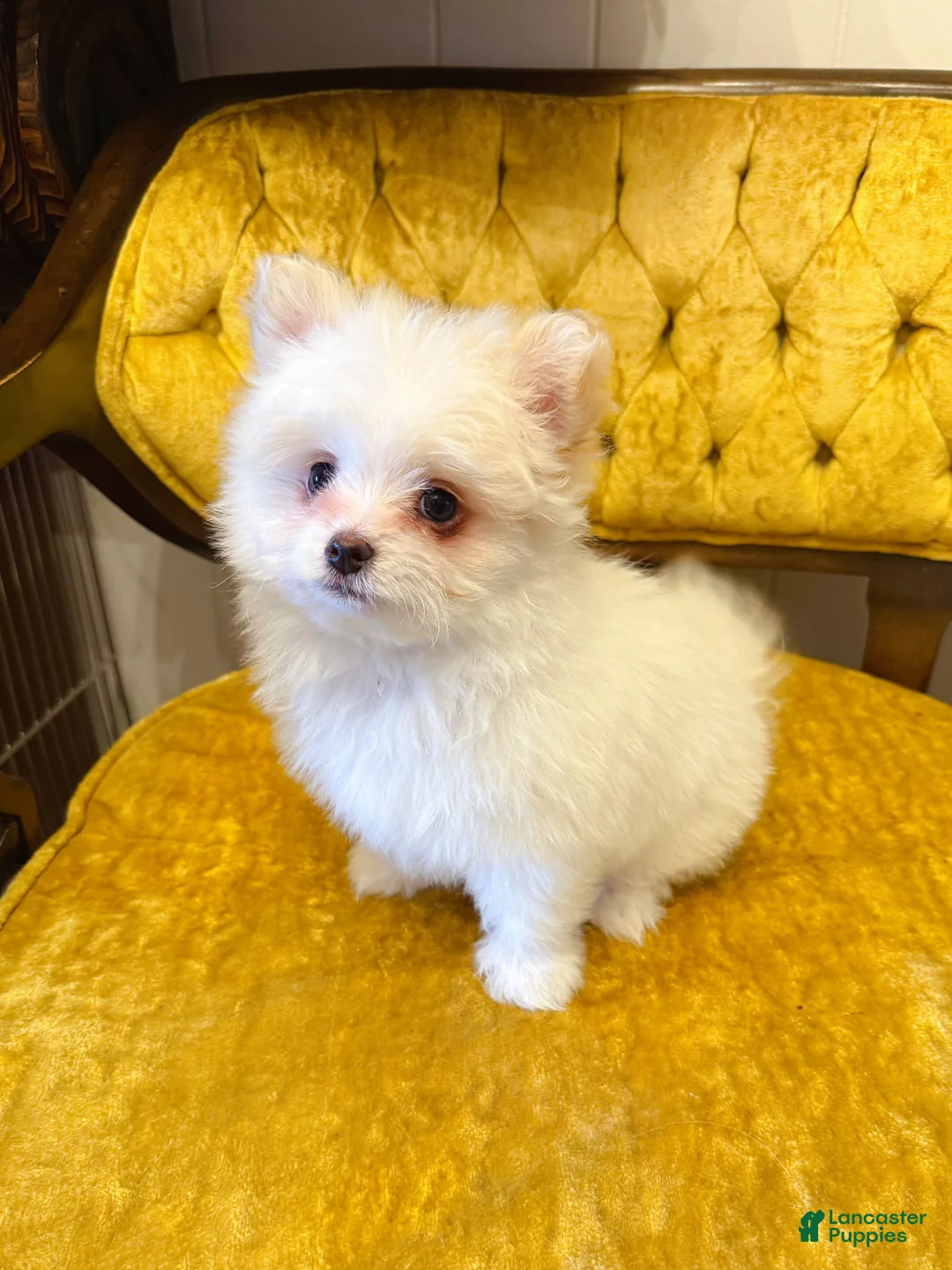 Maltipom dogs for sale: 🩶 Mochi 🩵 - Ad 2