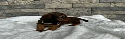 Miniature Dachshund dogs for sale: Dixie - Ad 4
