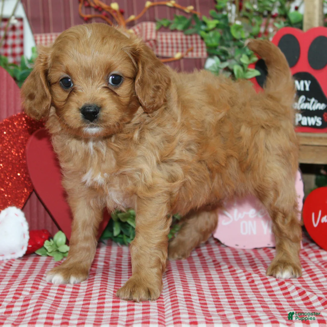 Cavapoo dogs for sale: Nash - Ad 2