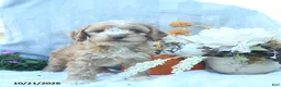 Cockapoo dogs for sale: Pumkin  - Ad 5