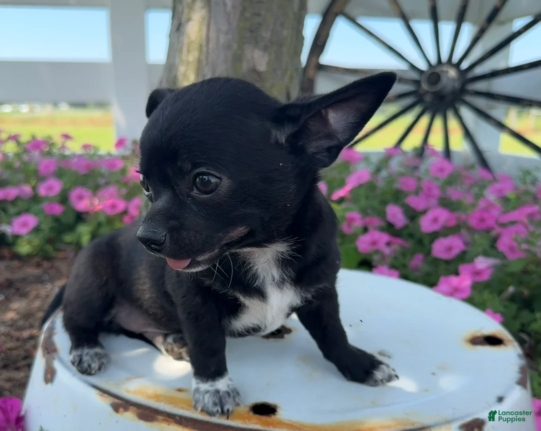 Chihuahua dogs for sale: Tony - Ad 2