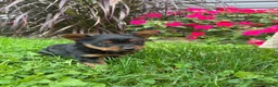 Yorkshire Terrier dogs for sale: Aspen - Ad 1