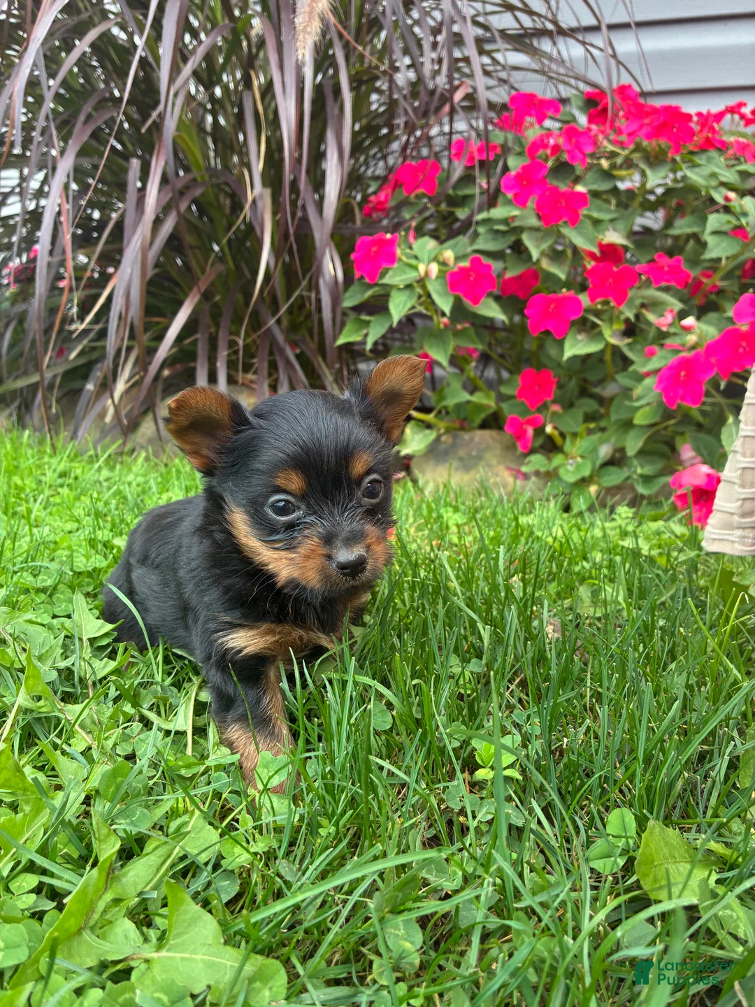 Yorkshire Terrier dogs for sale: Aspen - Ad 1