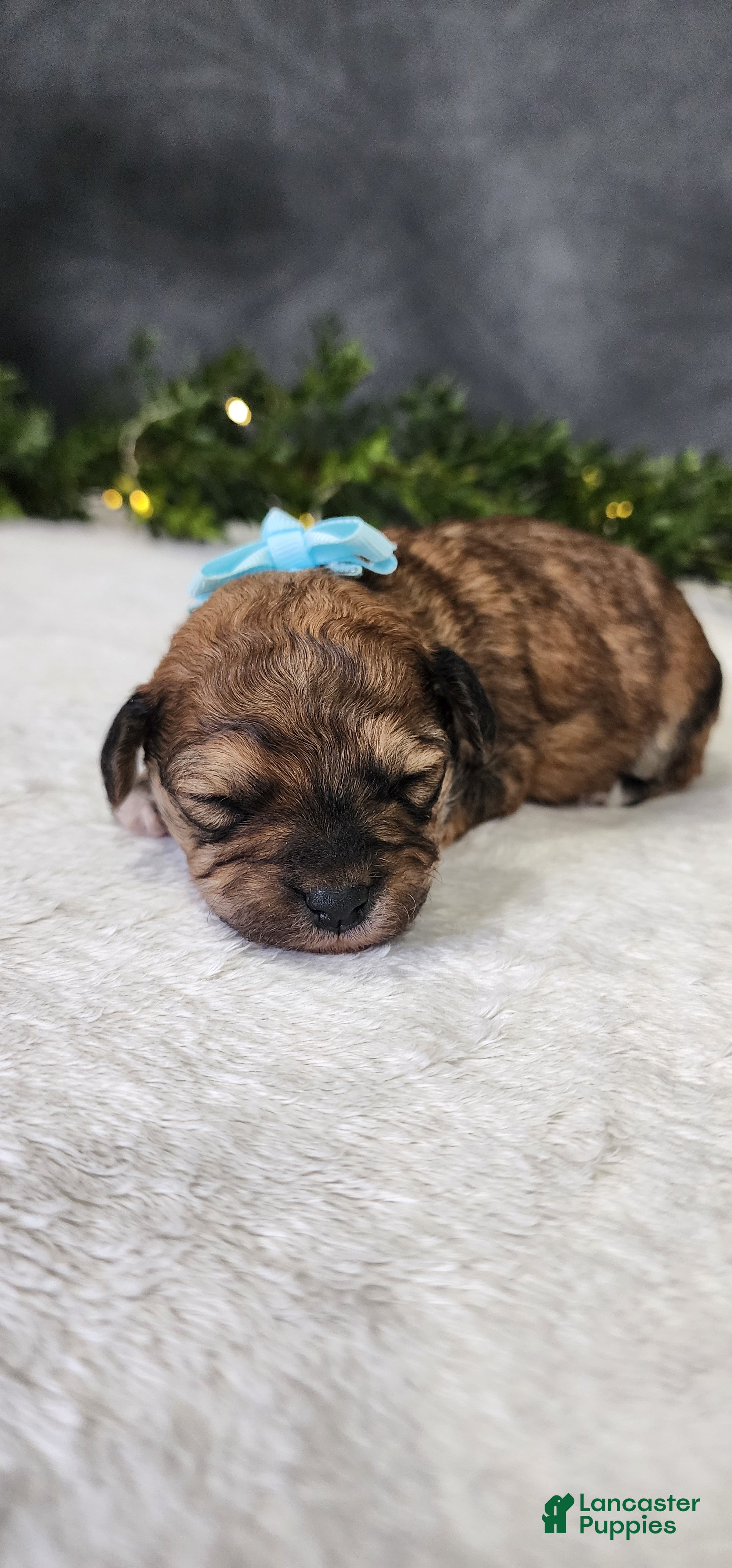 Miniature Poodle dogs Oliver - Ad 2
