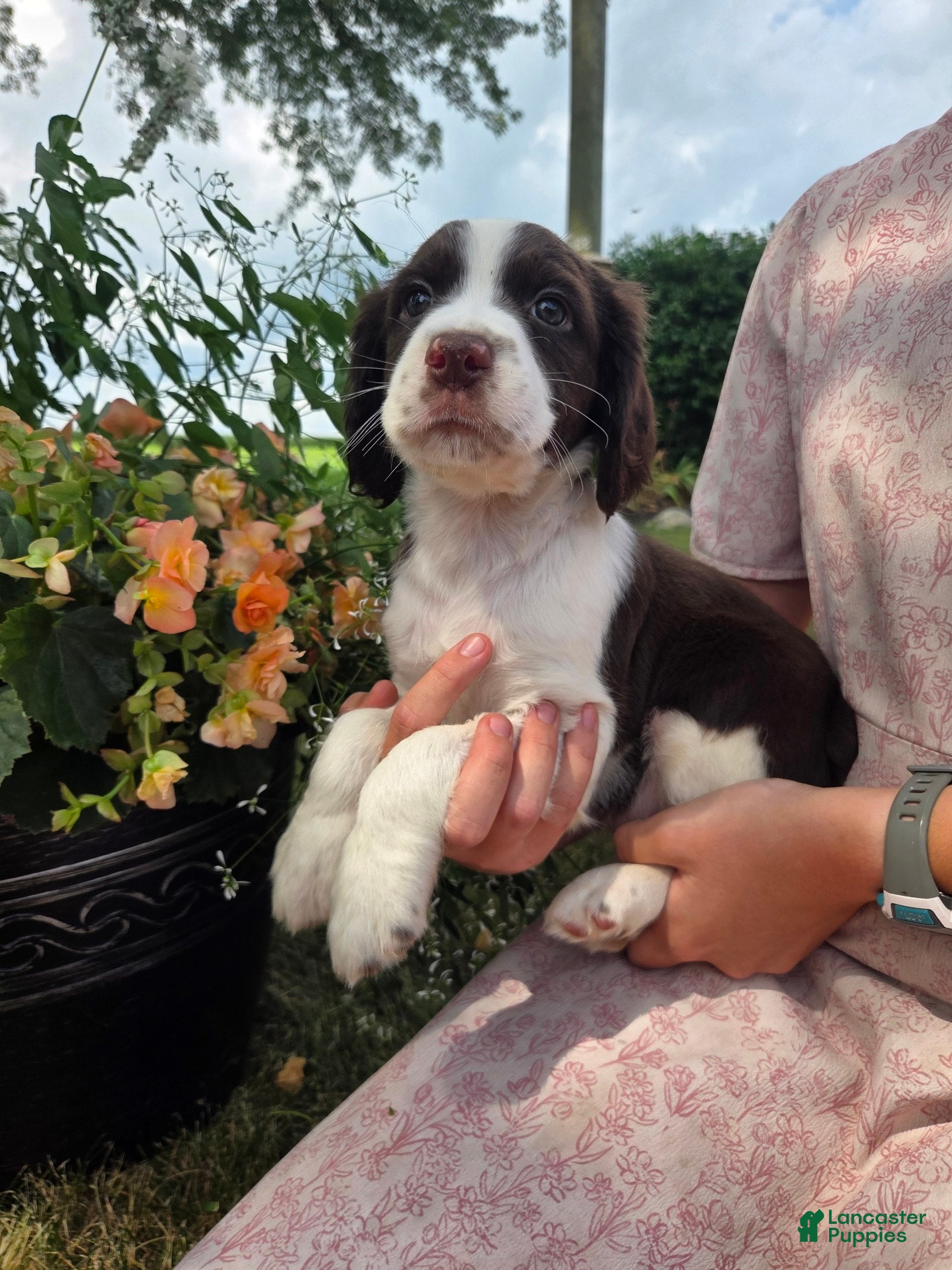 English Springer Spaniel dogs English Springer Spaniel, Dexter - Ad 2