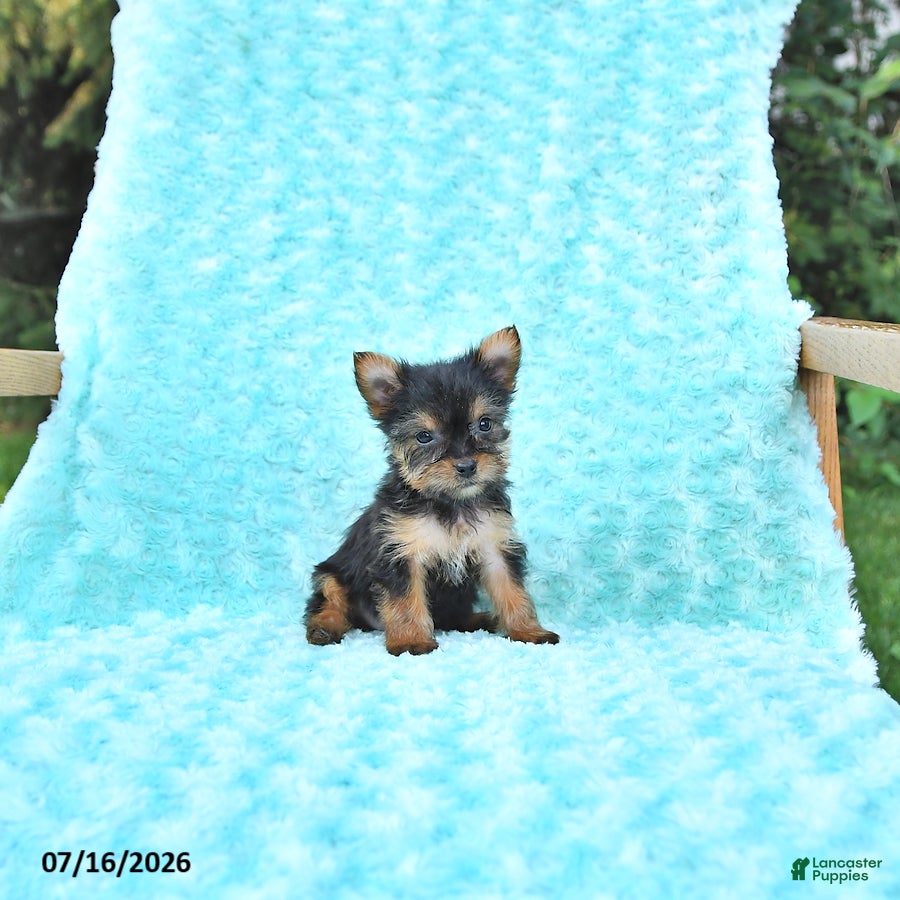 Yorkshire Terrier dogs Lori - Ad 2
