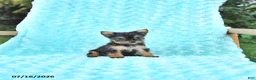 Yorkshire Terrier dogs for sale: Lori - Ad 2