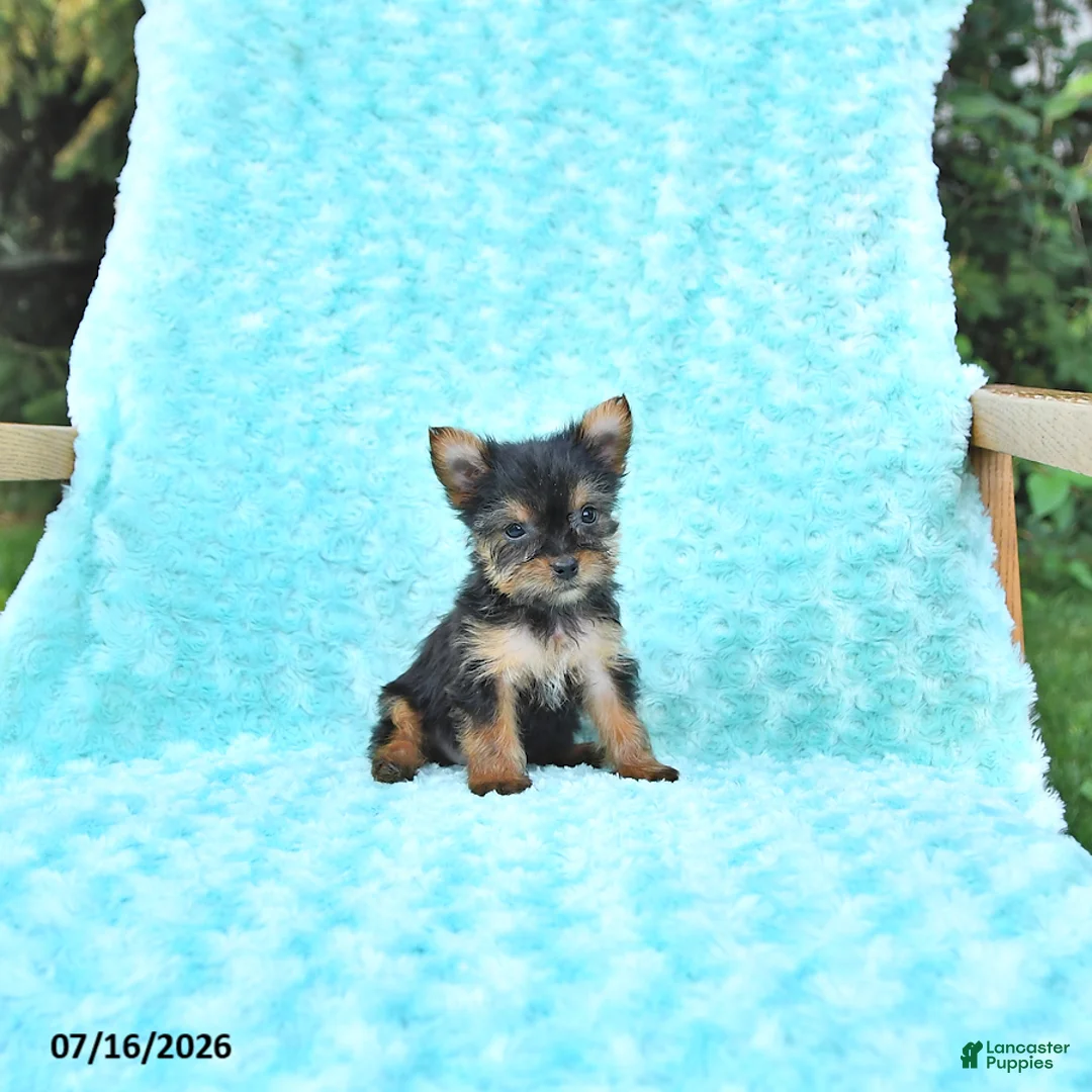 Yorkshire Terrier dogs for sale: Lori - Ad 2