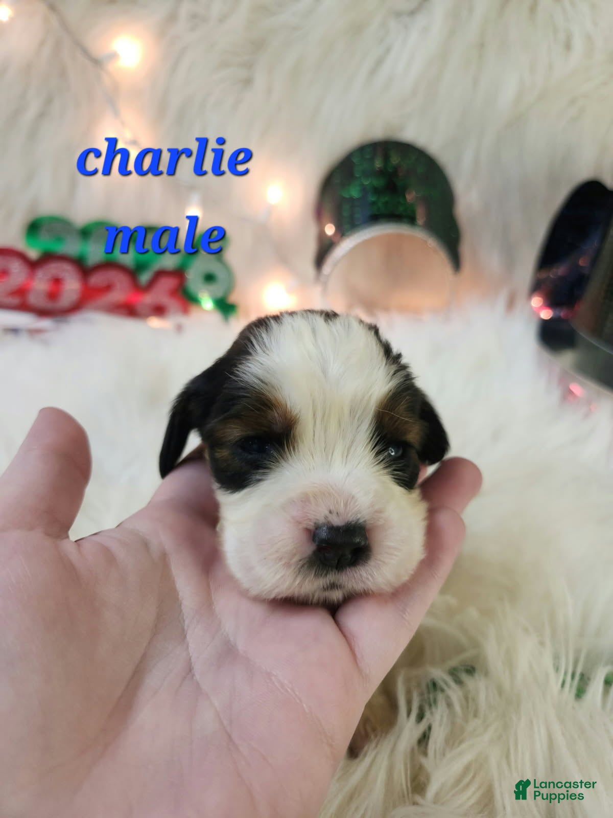 English Springer Spaniel dogs Charlie - Ad 36