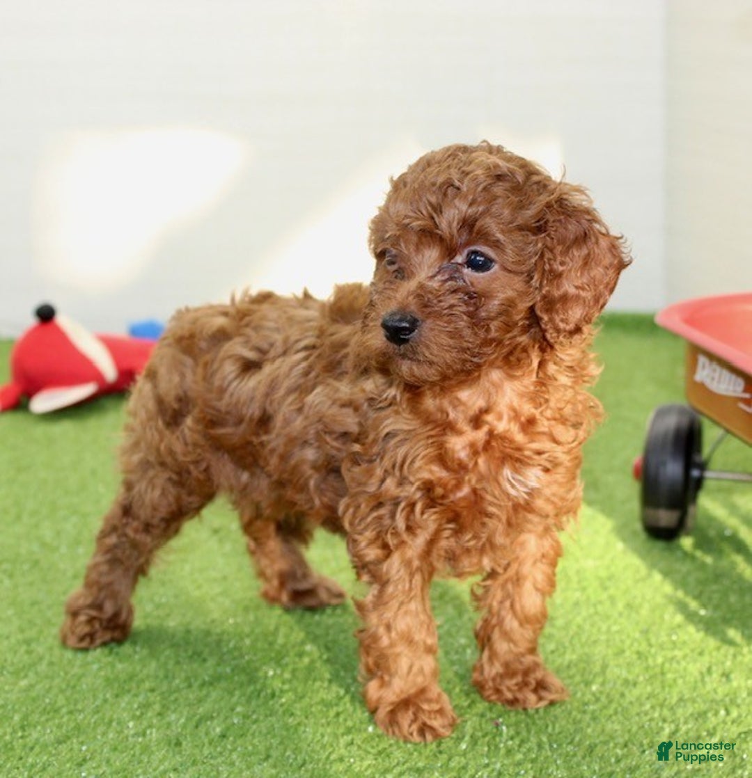 Miniature Poodle dogs for sale: Champ - Ad 8