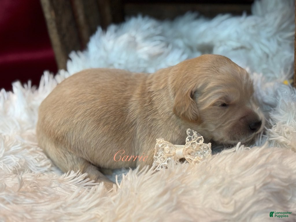 Golden Retriever dogs Carrie - Ad 1