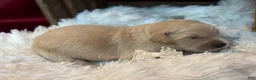 Golden Retriever dogs for sale: Carrie - Ad 1