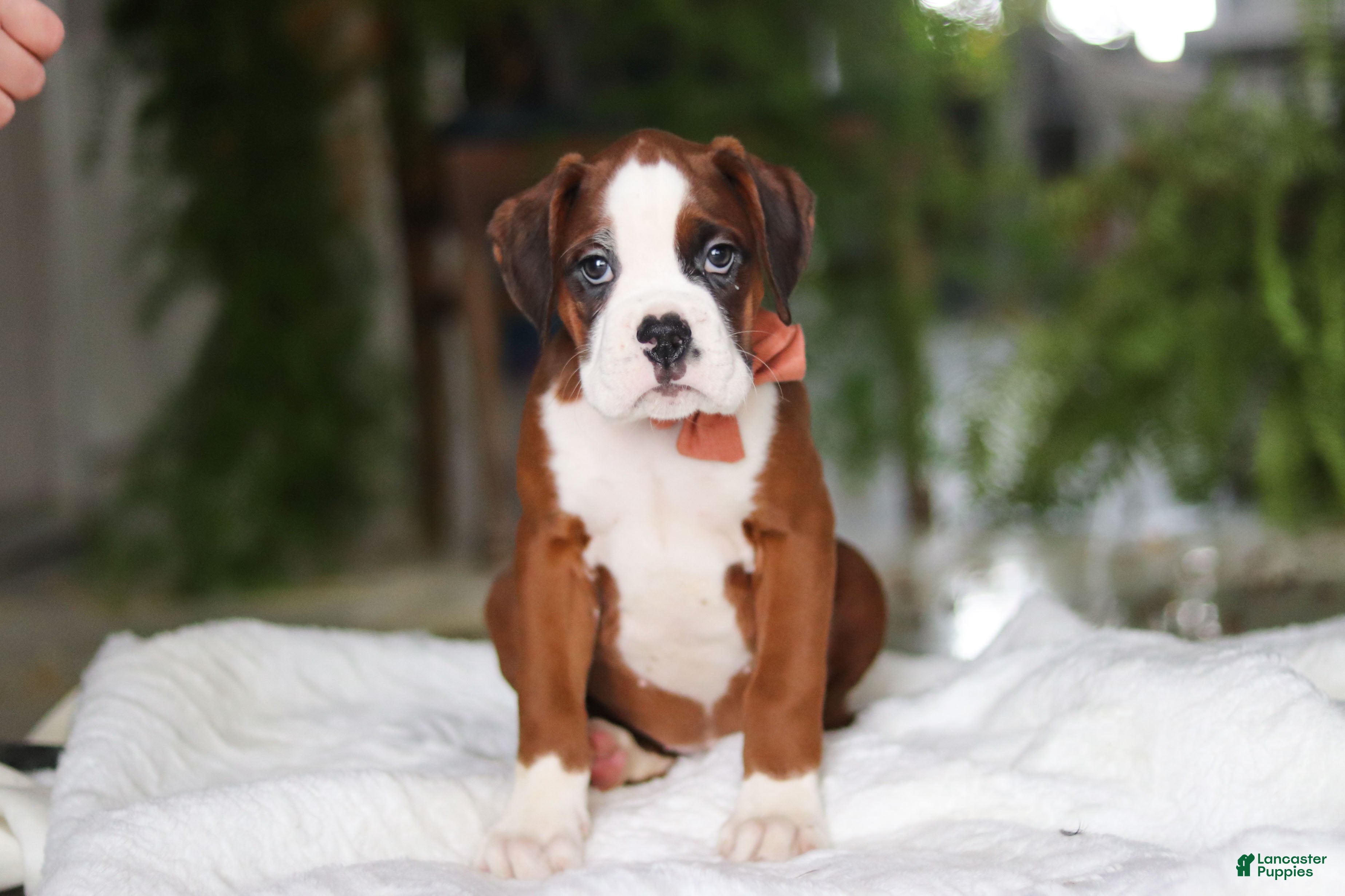 Boxer dogs Dozer - Ad 1