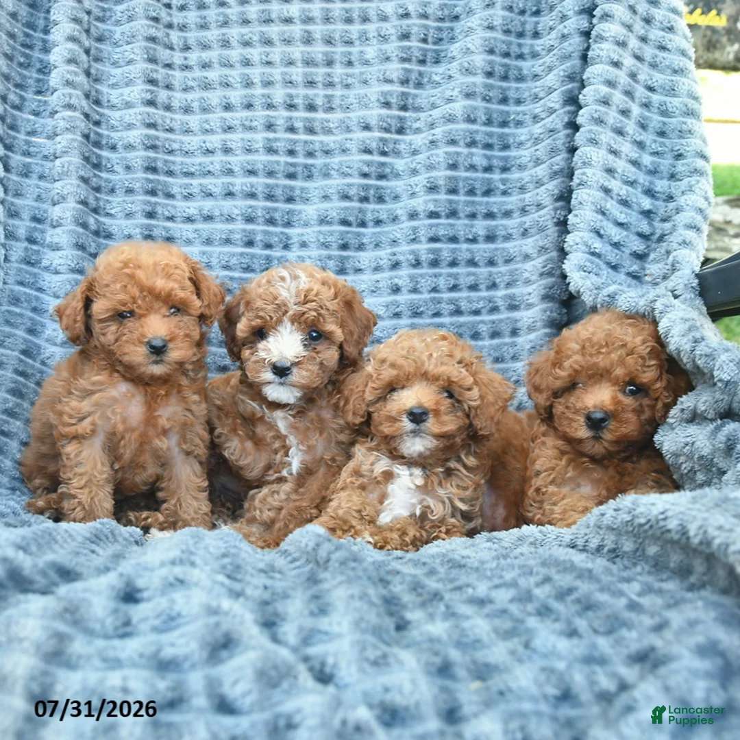 Toy Poodle dogs for sale: Molly  - Ad 3