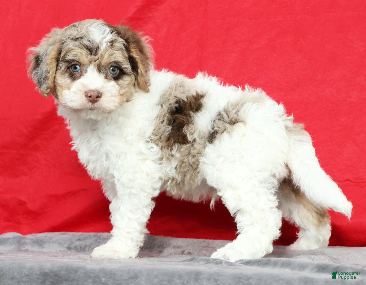 Cavapoo dogs Mose - Ad 2