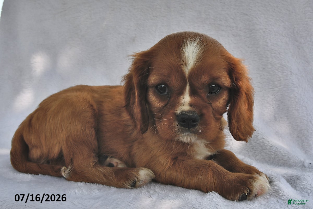 Cavalier King Charles Spaniel dogs Tom  - Ad 1