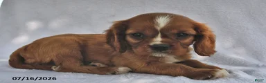 Tom 