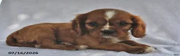 Cavalier King Charles Spaniel dogs for sale: Tom  - Ad 1